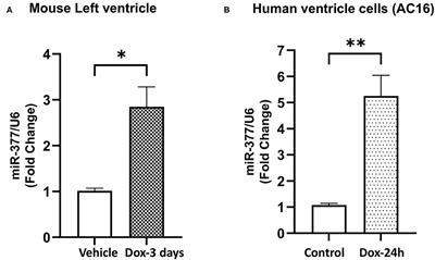 microRNA-377 Signaling Modulates Anticancer Drug-Induced Cardiotoxicity in Mice